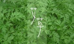 蕲春艾草最新爆料,揭秘千年艾草的神奇功效与传承之谜