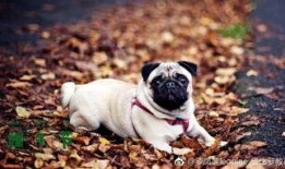 巴哥最新爆料微博视频,最新热点事件幕后真相